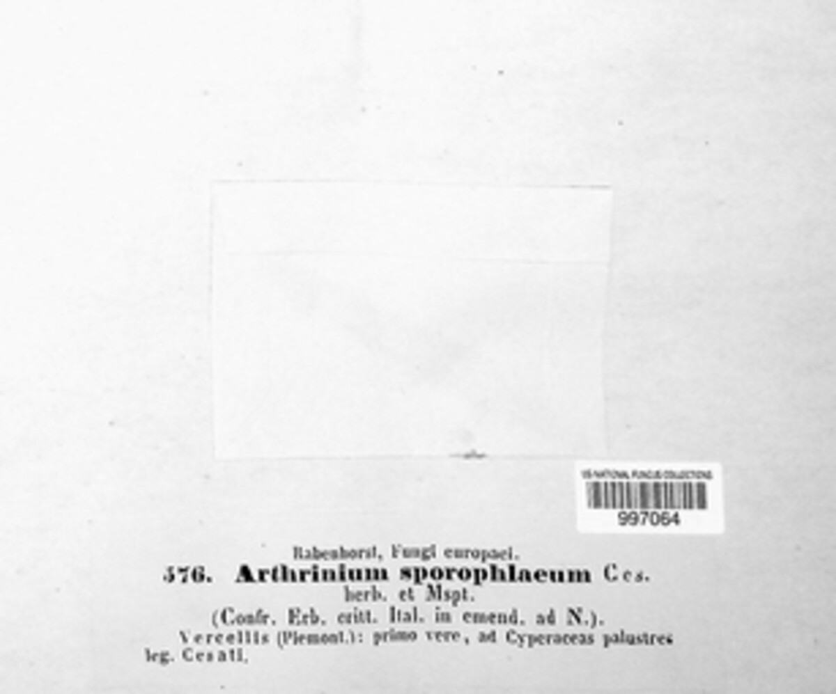 Arthrinium sporophlaeum image